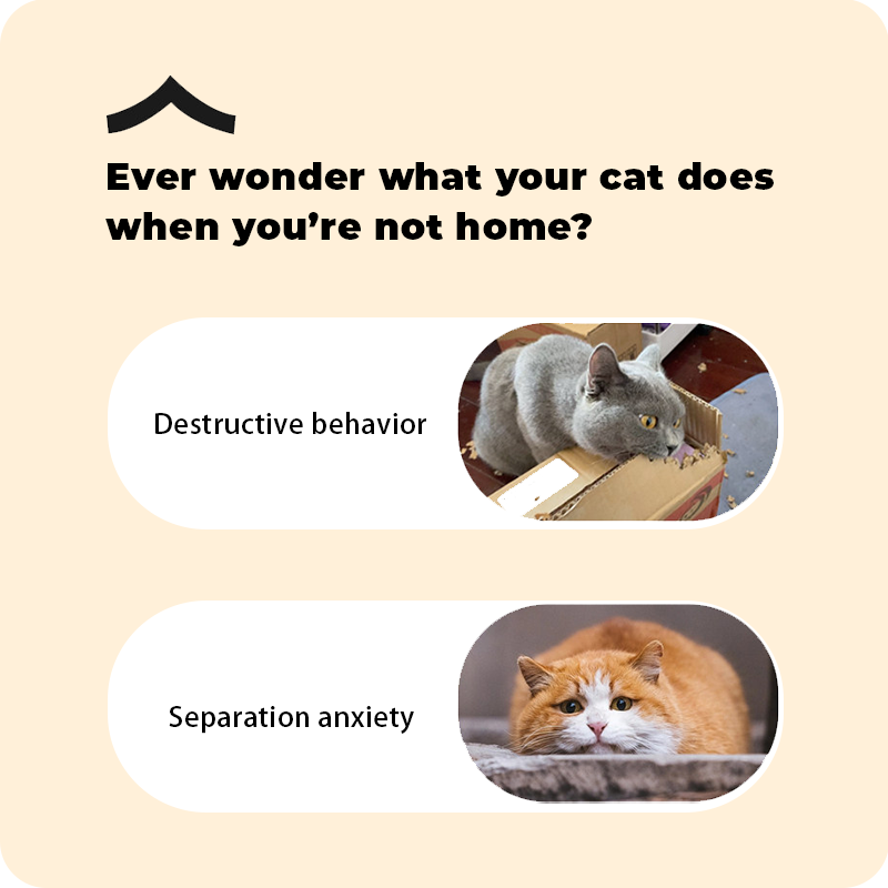 Smart automatic pet toy electric ball