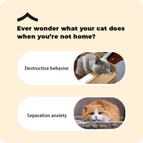 Smart automatic pet toy electric ball